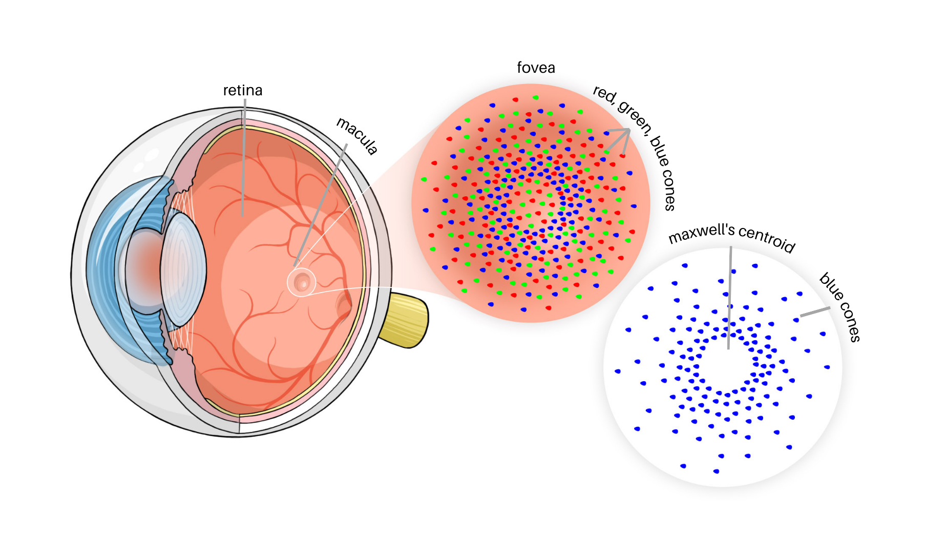 macula english